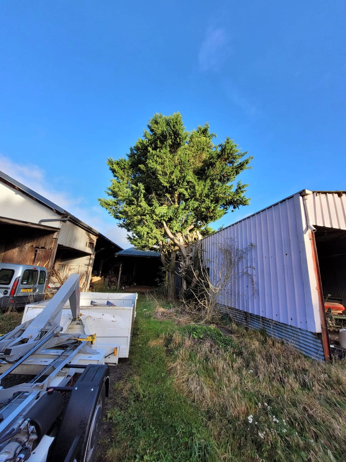 Abattage arbre dangereux