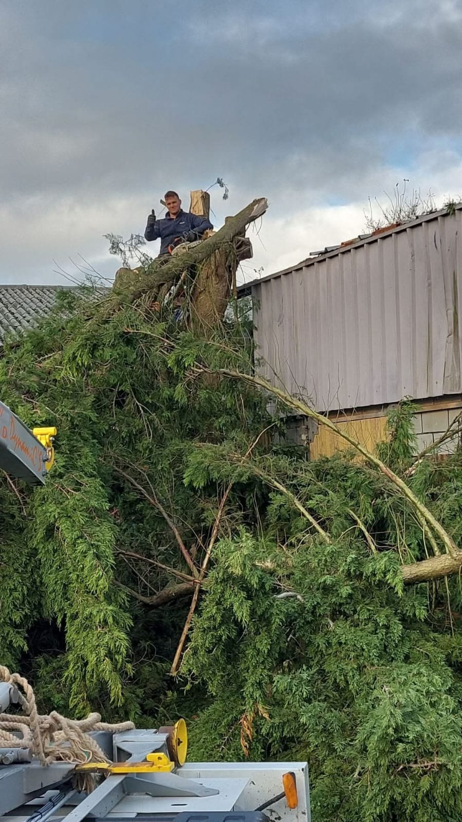 Élagueur professionnel au travail
