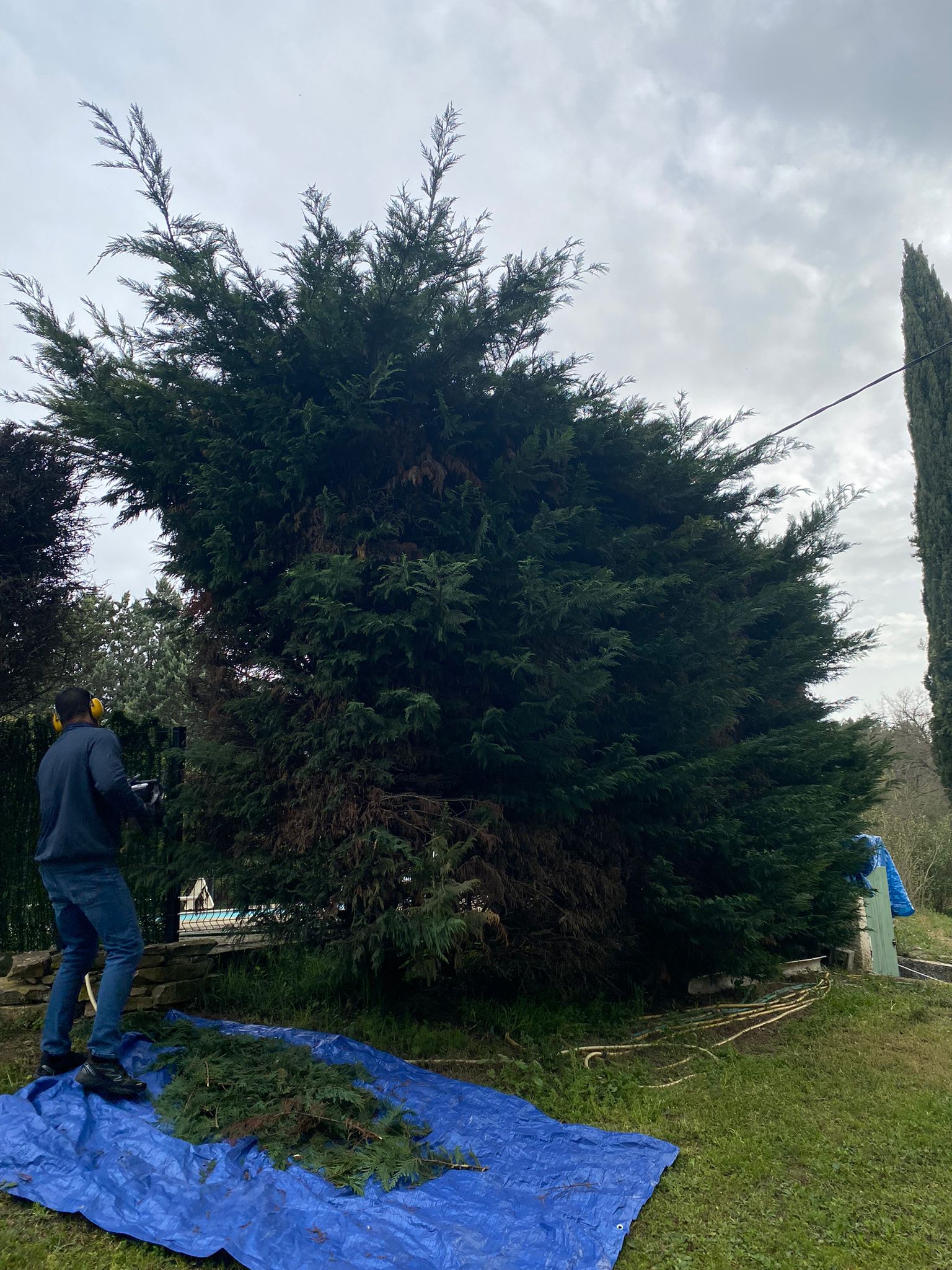 Devis élagage gratuit