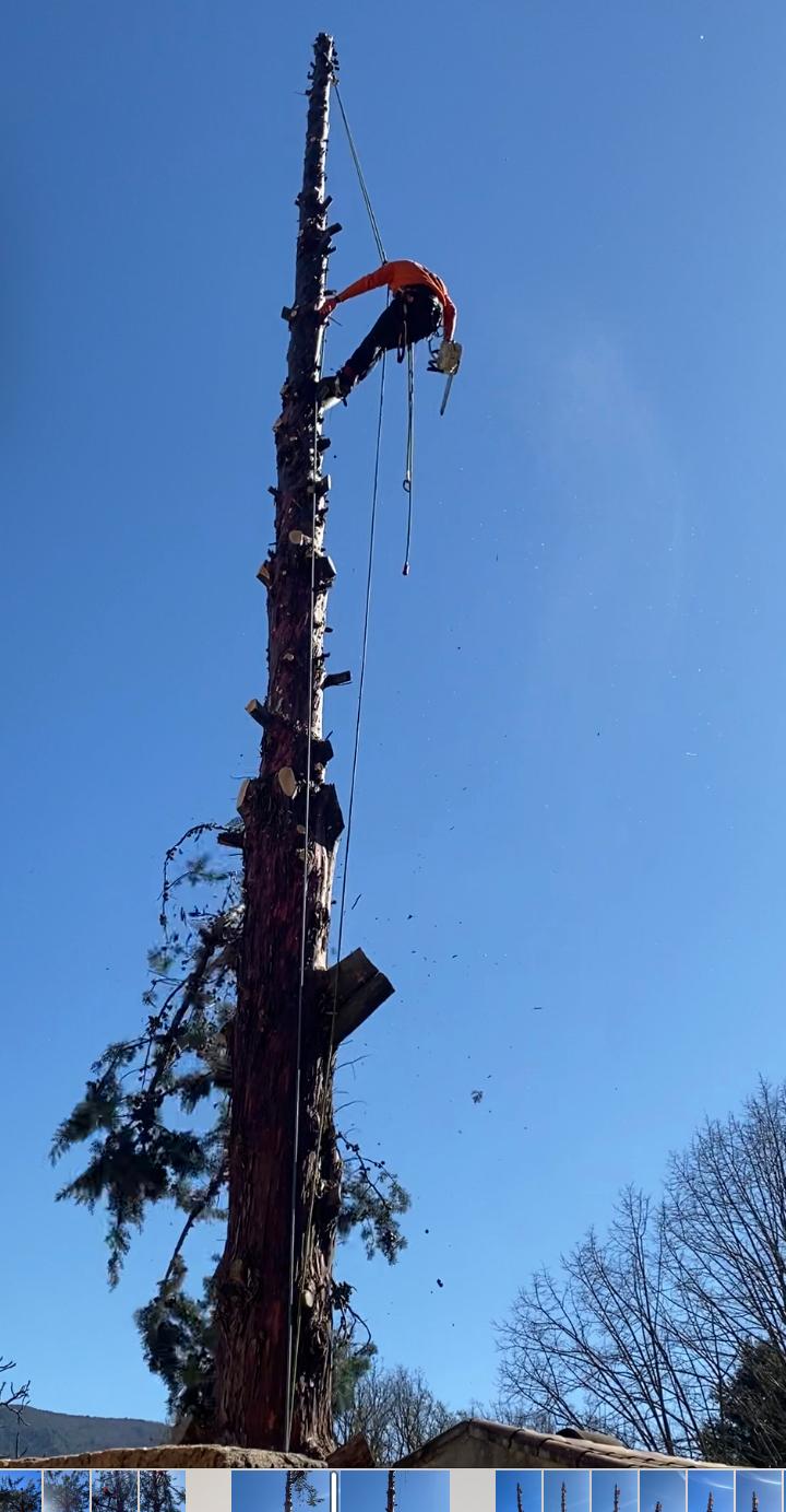 Élagage arbres Bouches du Rhône