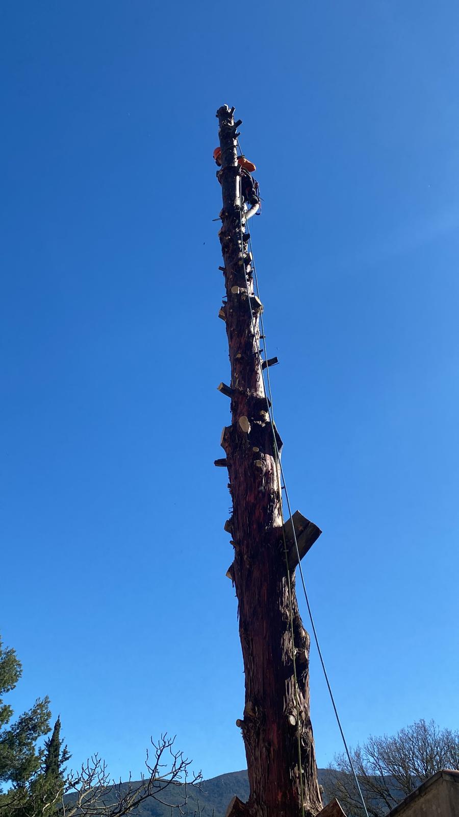 Abattage arbres dangereux