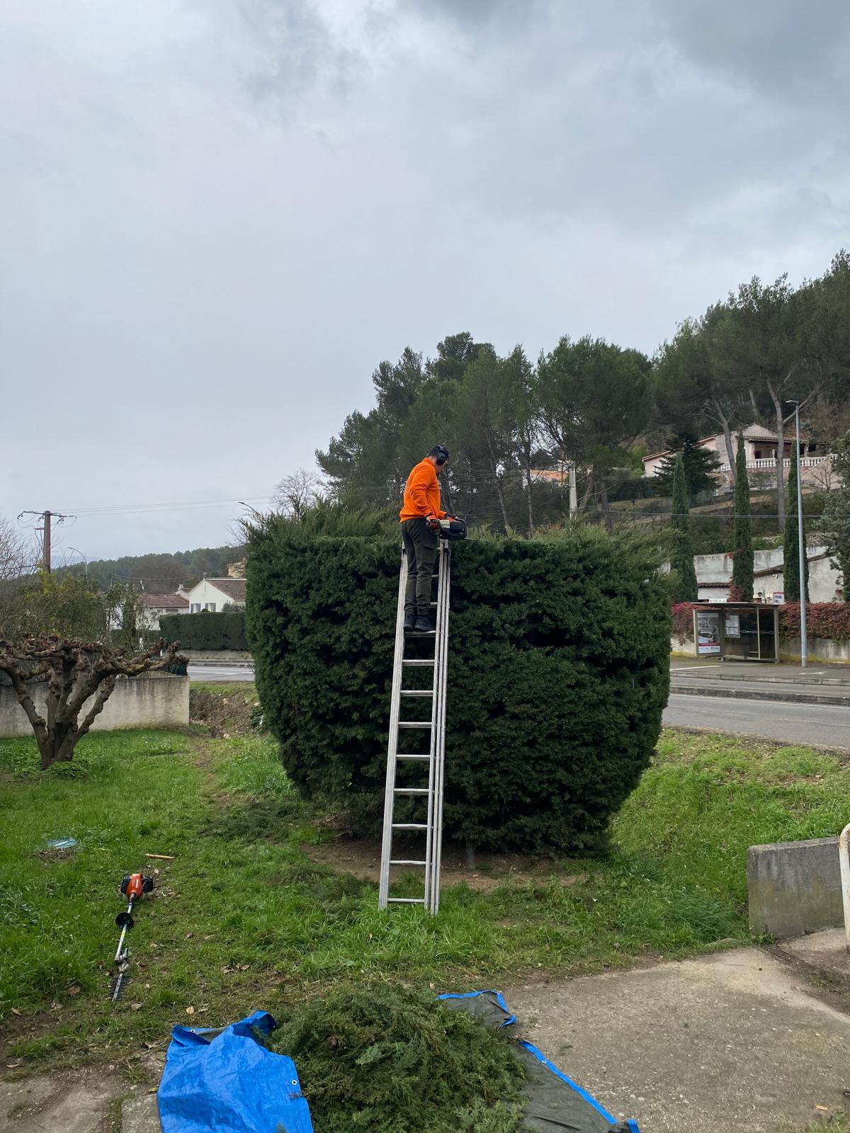 Taille de haies arbustes