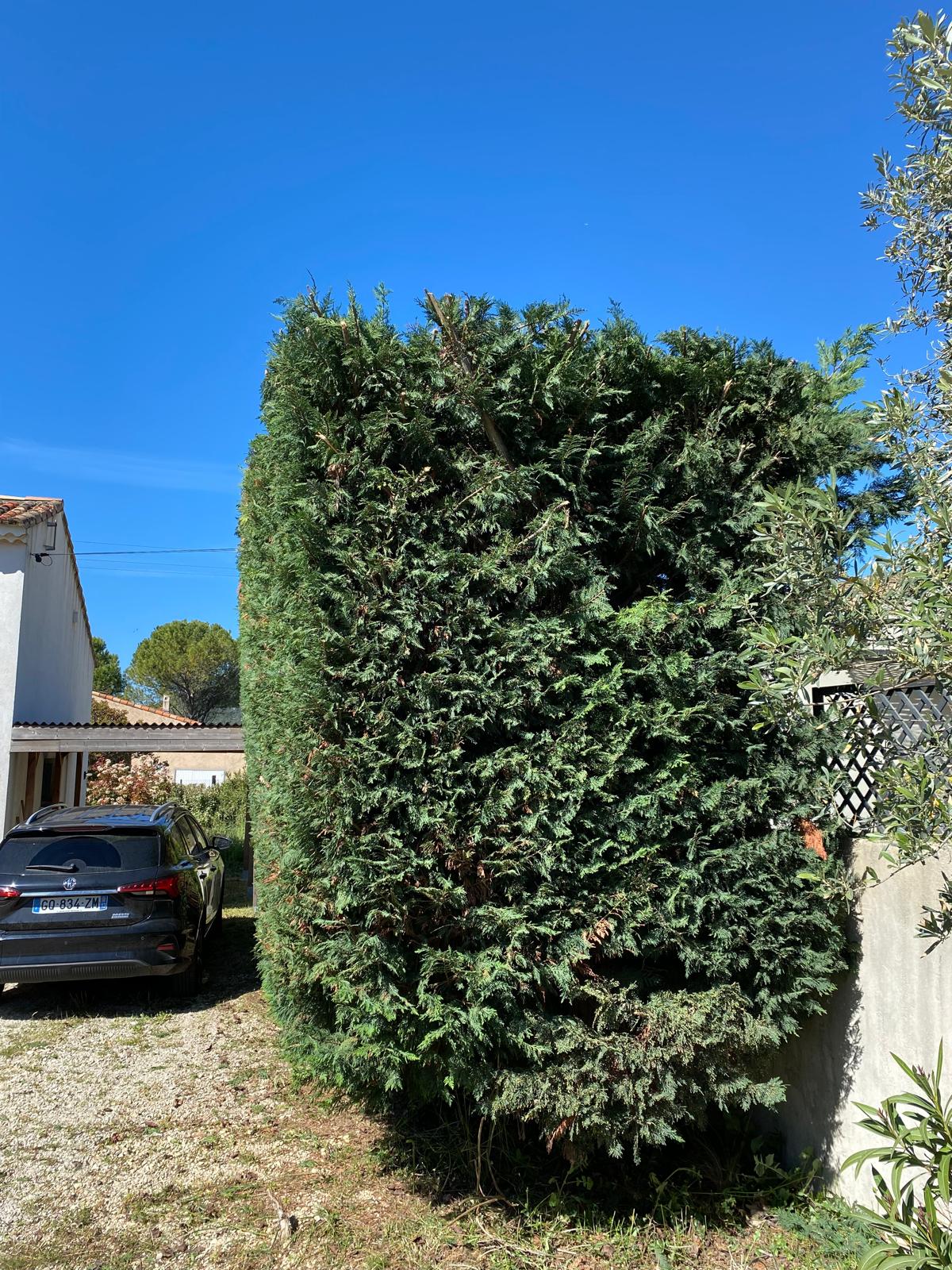 Urgence arbre tombé tempête